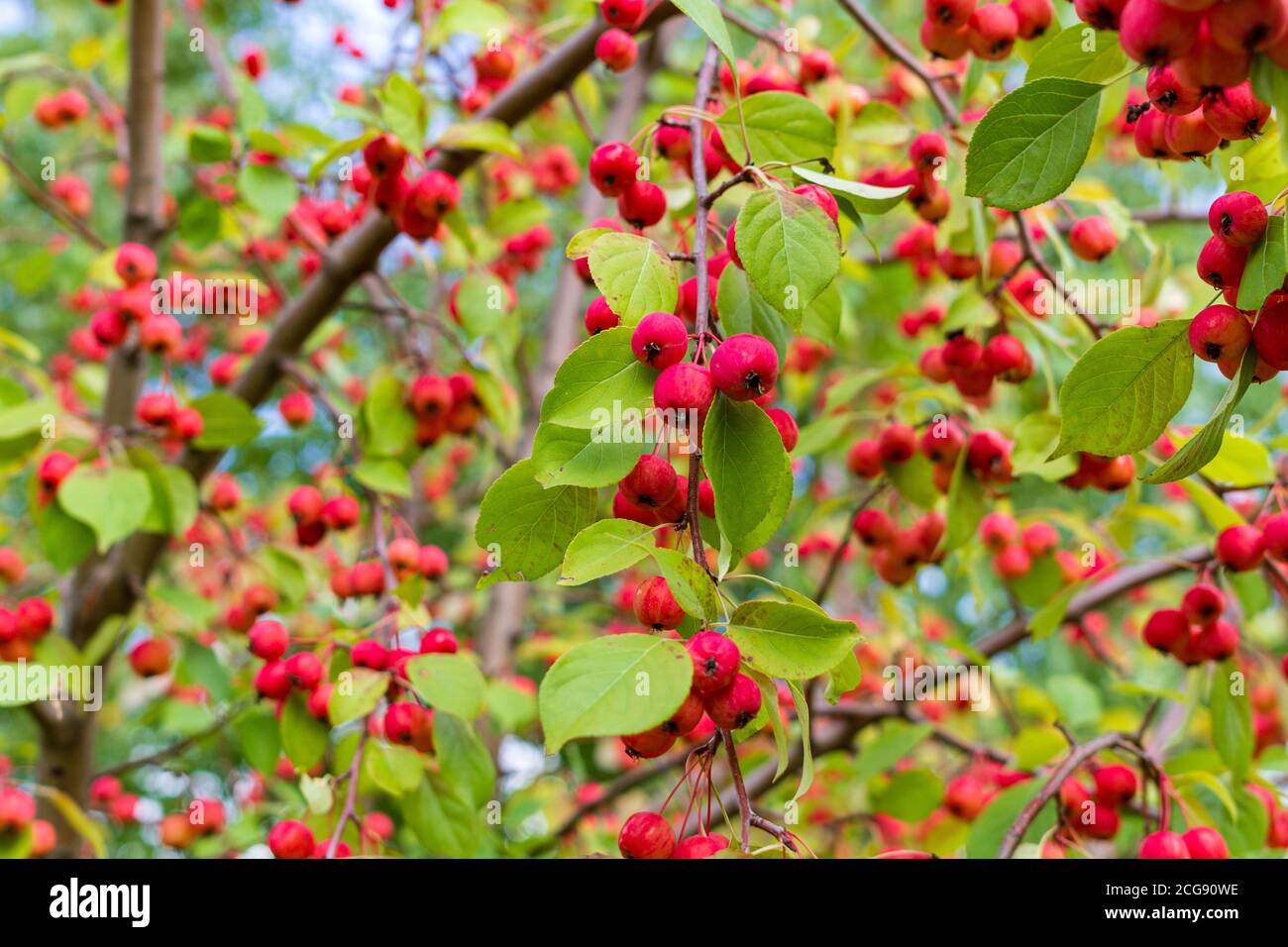 Ripe wild apples on the branches Stock Photo