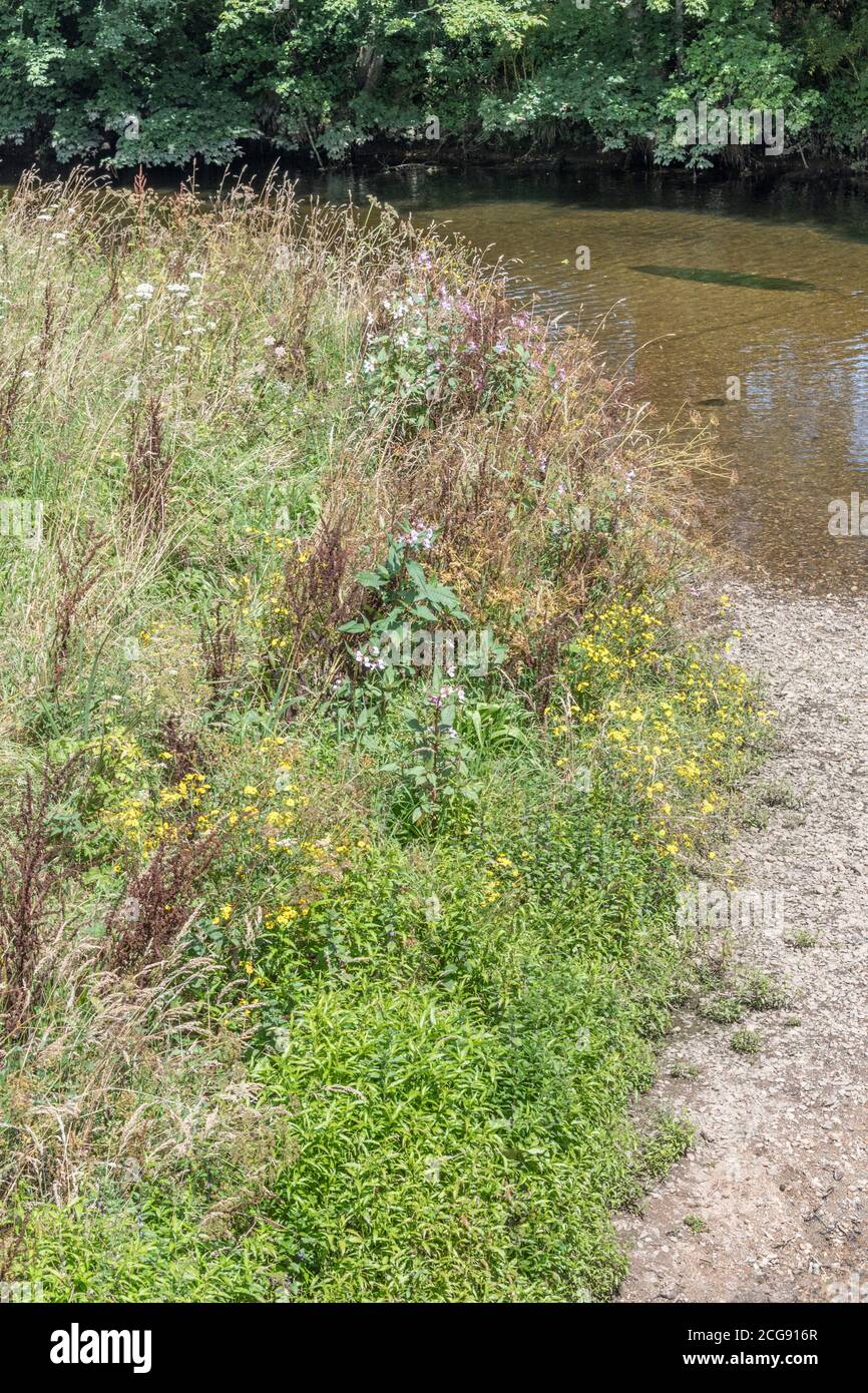 Weeds on banks of River Fowey at Lostwithiel: Himalayan Balsam, Marsh Ragwort, Hemlock Water-Dropwort, Hogweed, Water Mint, Docks, Rumex sp. Stock Photo