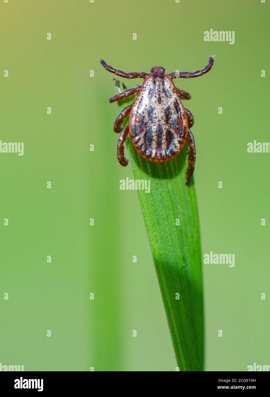 Sieversdorf, Germany. 07th Sep, 2020. A tick (Ixodida) can be seen on the tip of a blade of grass. Here the bloodsucking ectoparasite is waiting for its prey. Many tick species are important disease carriers. Credit: Patrick Pleul/dpa-Zentralbild/ZB/dpa/Alamy Live News Stock Photo