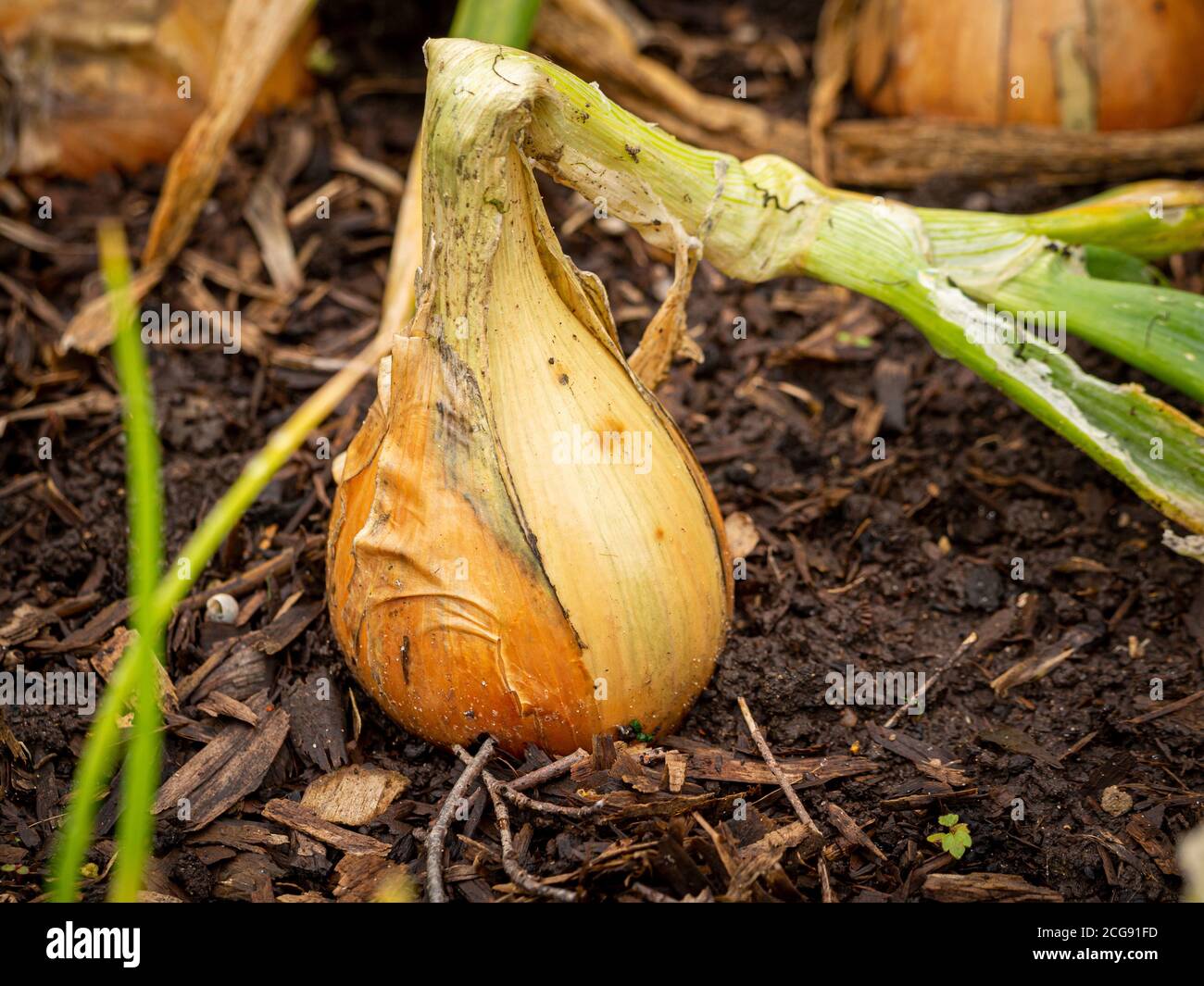 Onion Bamberger Long Ready For Harvesting In A Uk Garden Stock Photo Alamy
