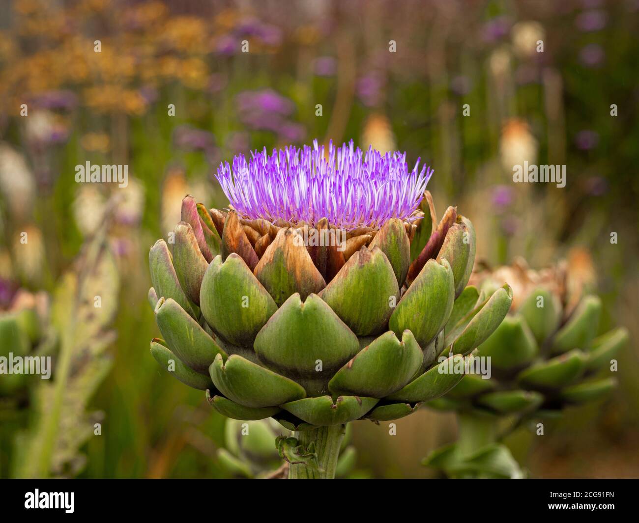Globe like flower hires stock photography and images Alamy