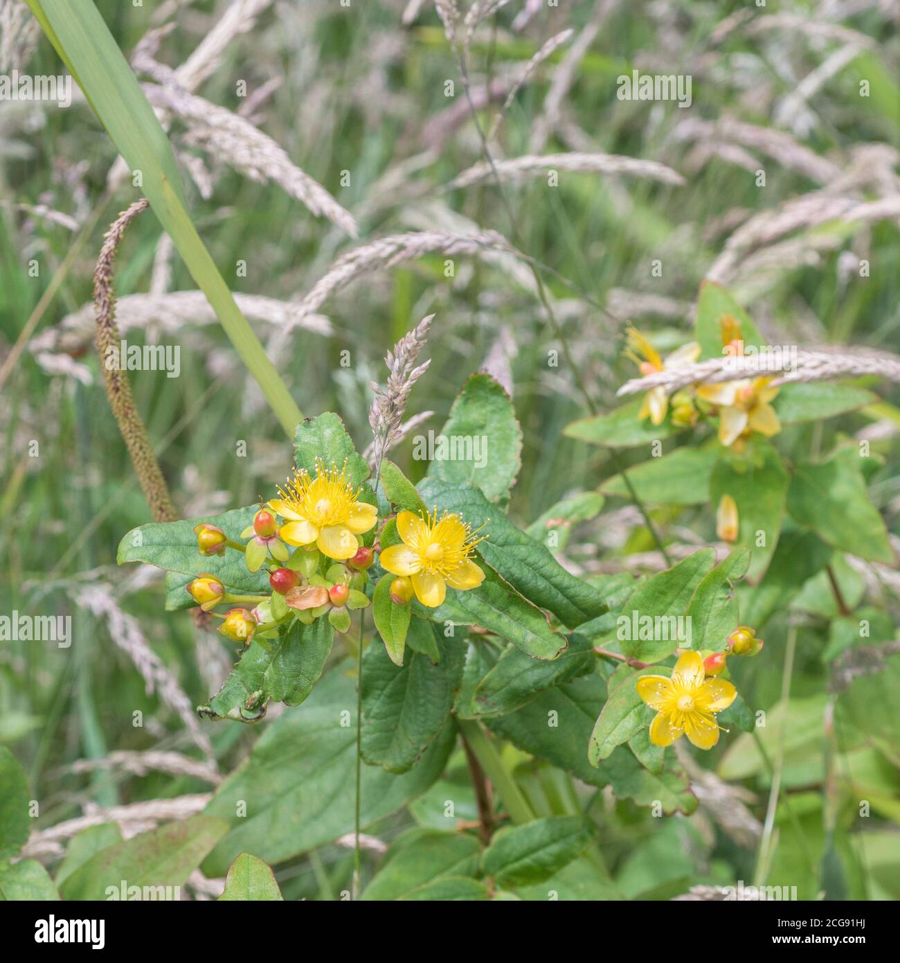 Yellow flowers of Tutsan / Hypericum androsaemum. Tutsan was used as a ...
