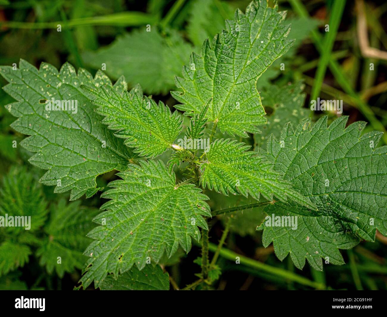 Common nettle plant growing in a UK garden. Stock Photo