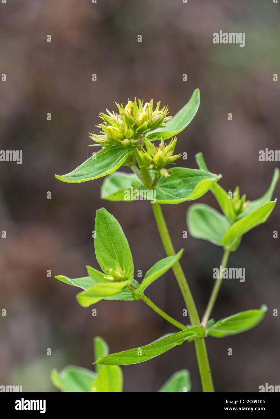 Flowers of what is thought to be Square-Stalked St. John's Wort / Hypericum tetrapterum = H. quadratum growing in damp ground. Read additional notes. Stock Photo