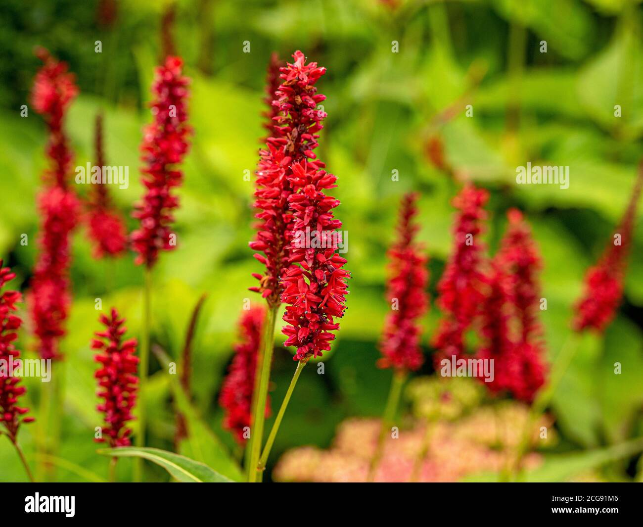 Close up of red Persicaria flowers growing in a UK garden. Stock Photo