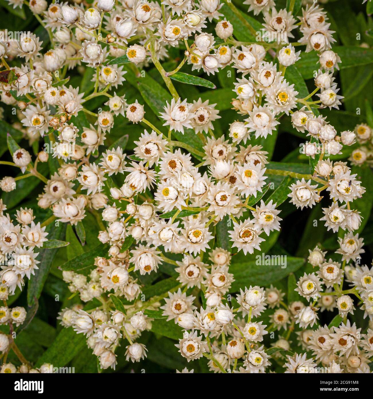 Close up of Anaphalis triplinervis 'Sommerschnee' growing in a UK garden. Stock Photo