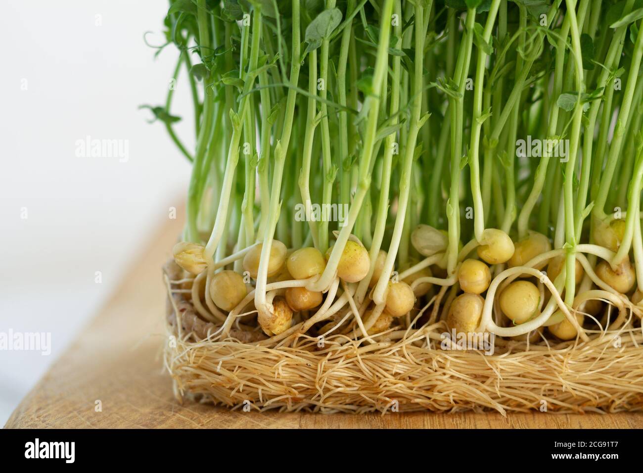 Young pea sprouts, growing microgreen close-up Stock Photo