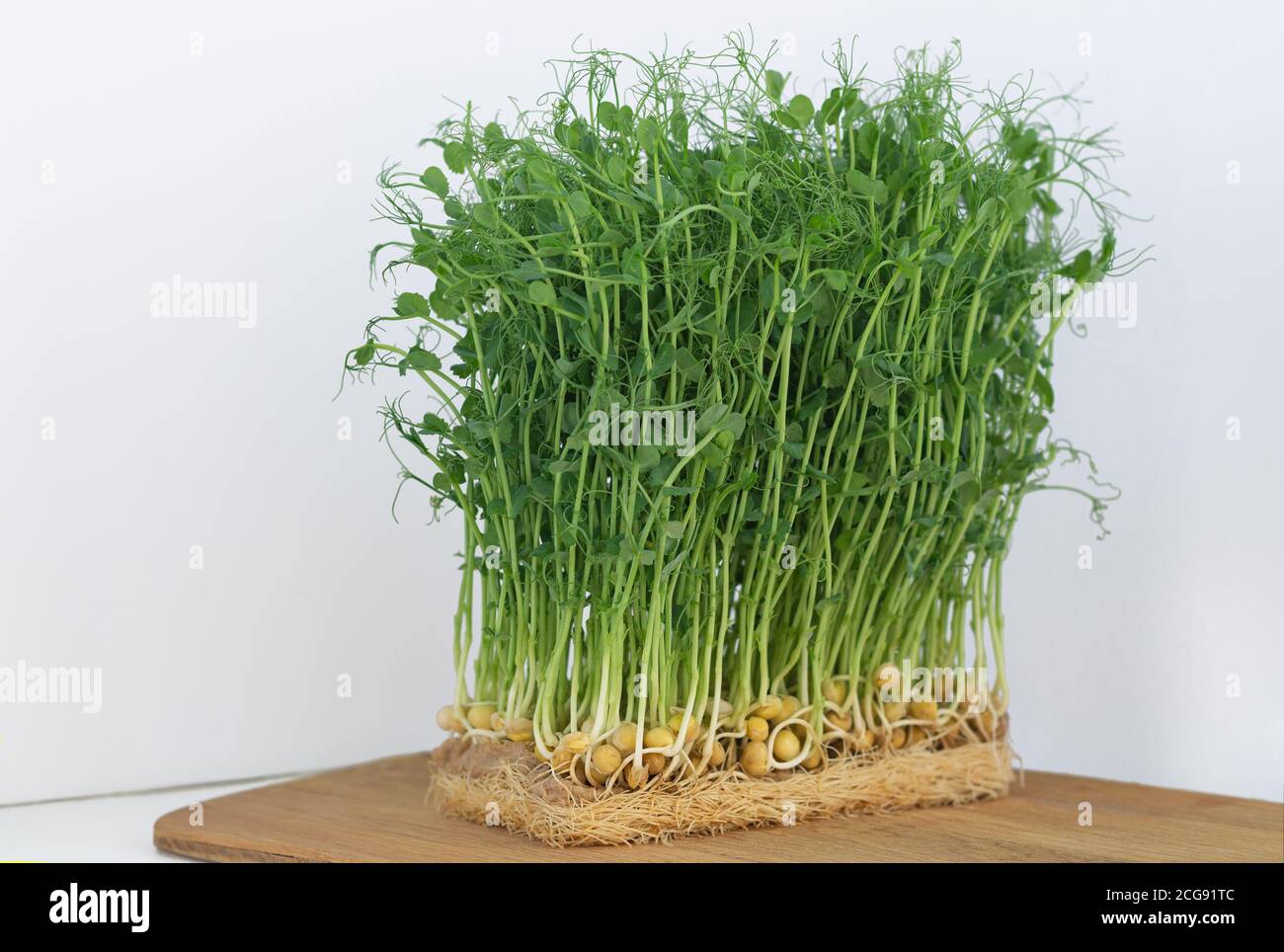 Peas microgreens with seeds and roots are growing on table Stock Photo