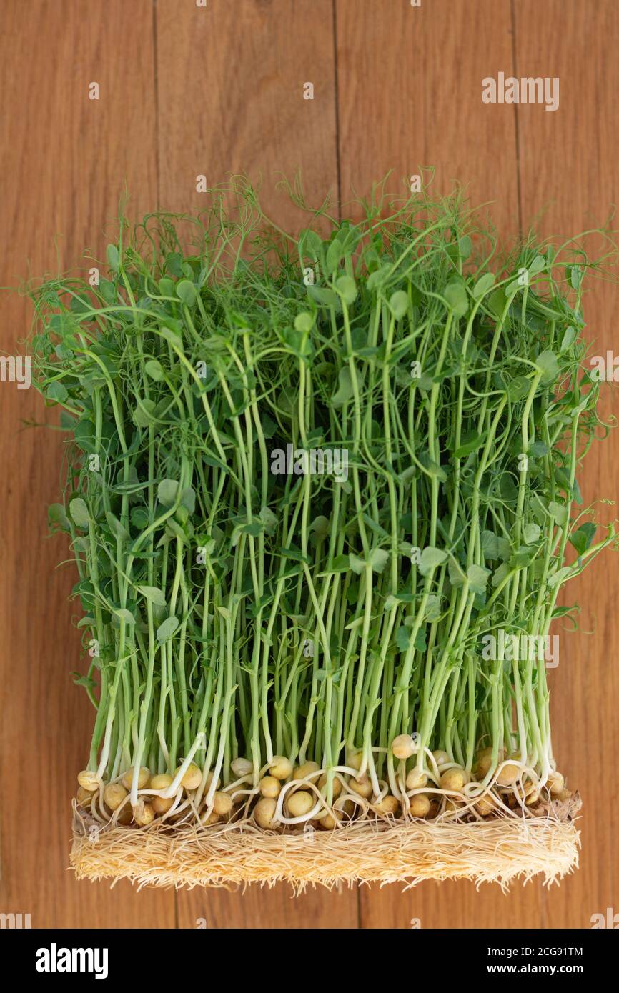 Young pea sprouts, growing microgreen top view Stock Photo
