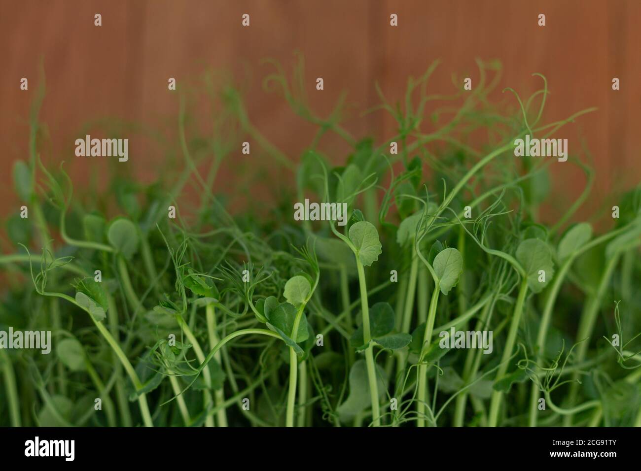 Fresh and healthy leaves of micro greens pea close-up Stock Photo