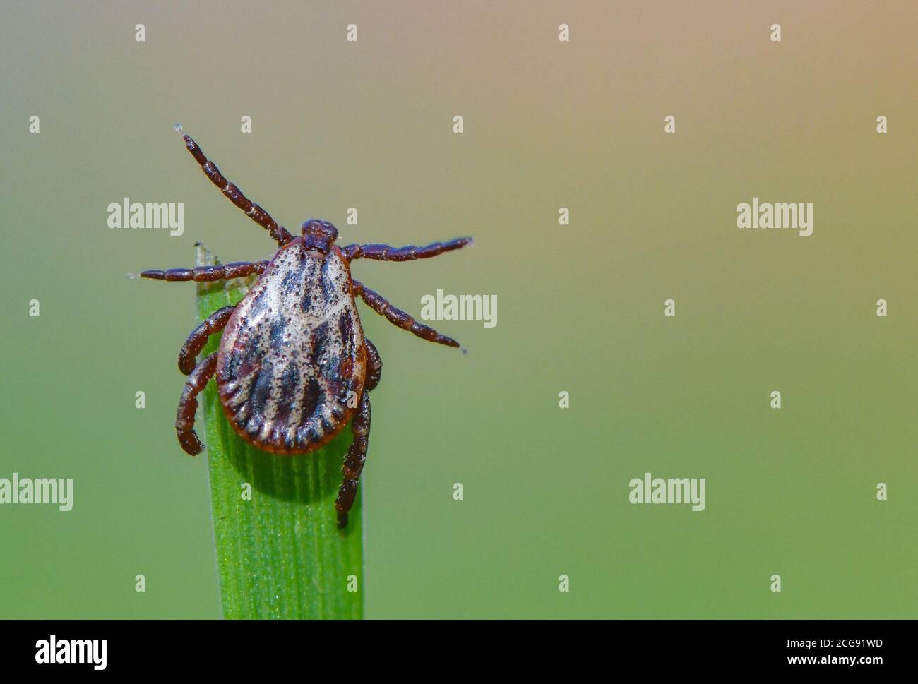 Sieversdorf, Germany. 07th Sep, 2020. A tick (Ixodida) sits on the tip of a blade of grass. Here the blood-sucking ectoparasite waits for its prey. Many tick species are important disease carriers. Credit: Patrick Pleul/dpa-Zentralbild/ZB/dpa/Alamy Live News Stock Photo