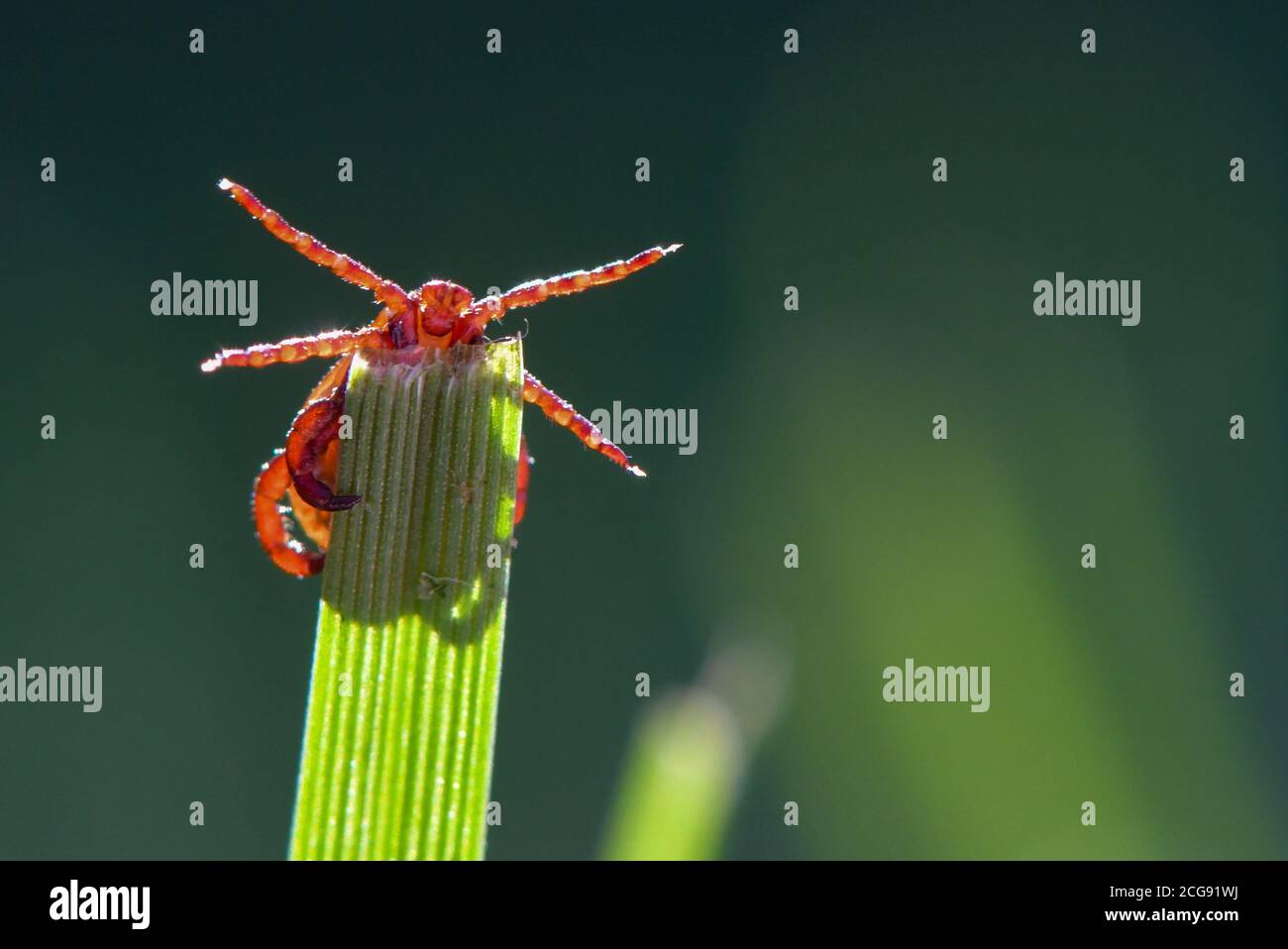 Sieversdorf, Germany. 07th Sep, 2020. A tick (Ixodida) sits on the tip of a blade of grass. Here the blood-sucking ectoparasite waits for its prey. Many tick species are important disease carriers. Credit: Patrick Pleul/dpa-Zentralbild/ZB/dpa/Alamy Live News Stock Photo