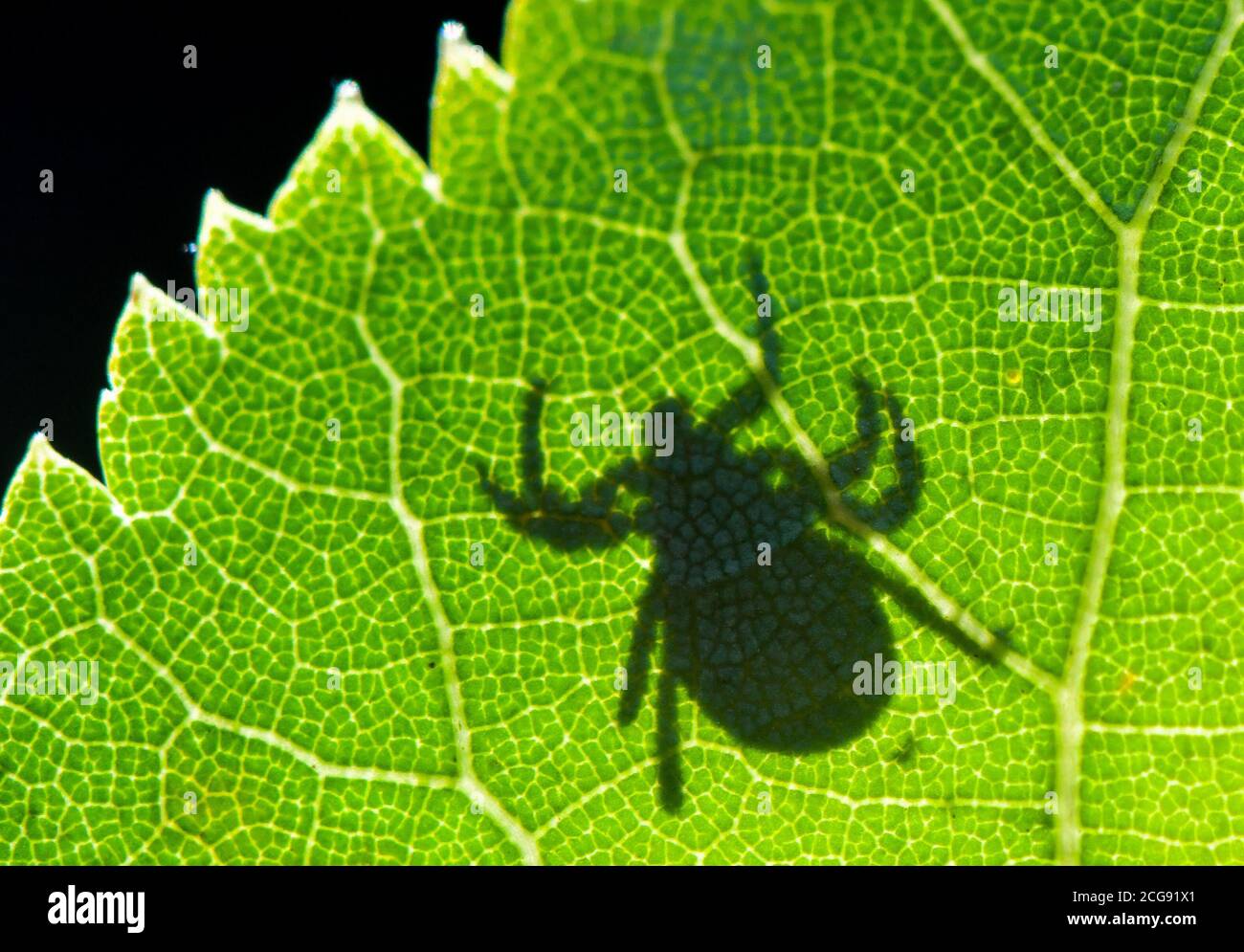 Sieversdorf, Germany. 07th Sep, 2020. In the back light the shadow of a tick (Ixodida) can be seen on a leaf. Here the bloodsucking ectoparasite is waiting for its prey. Many tick species are important disease carriers. Credit: Patrick Pleul/dpa-Zentralbild/ZB/dpa/Alamy Live News Stock Photo