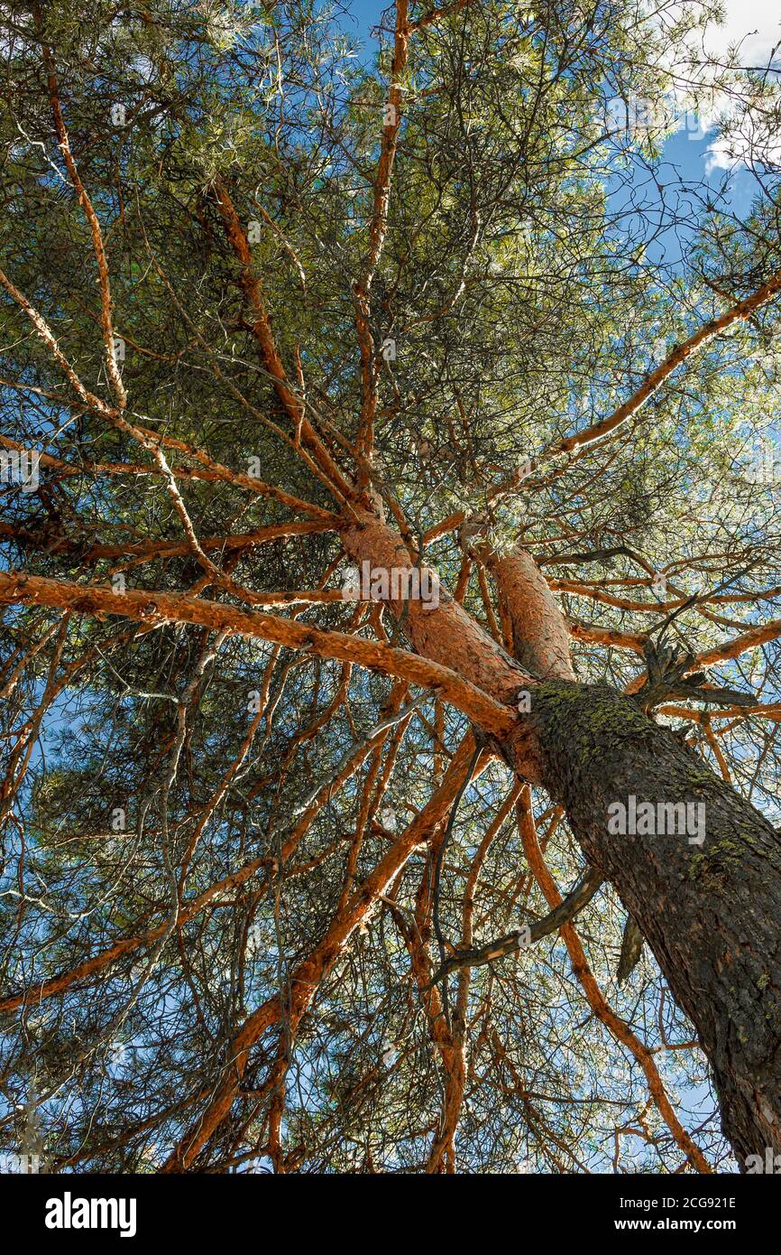 Pine Tree Zoom In Up view of pine tree and sunlight effect. High Pine in the Forest ...