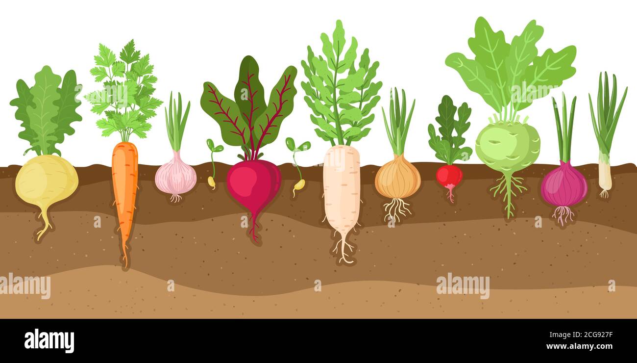 Planted vegetables. Cartoon root growing vegetables, veggies fibrous root  system, soil vegetable root structure vector illustration set Stock Vector  Image & Art - Alamy