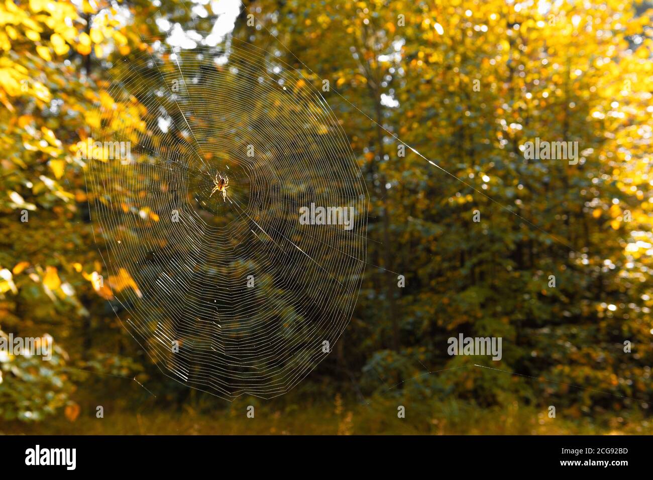 Premium Photo  The spider climbs on the web with blurry green