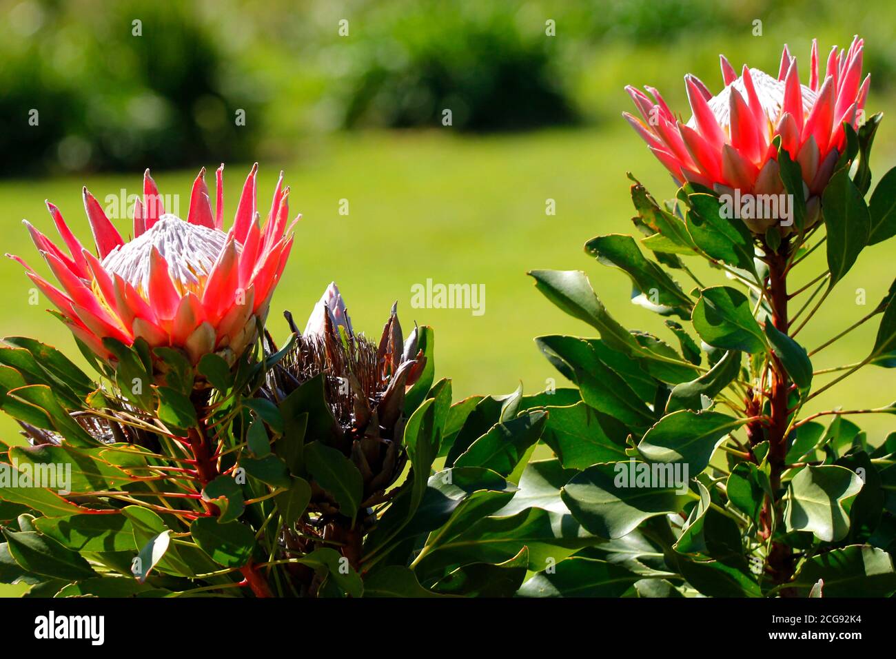 A king protea flowers photographed in Kirstenbosch National Botanical Garden in Cape Town. Stock Photo