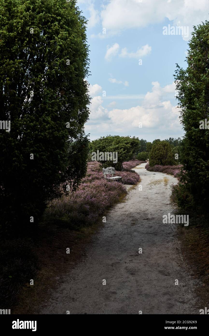 Dark sand path through the heath, with high guard bushes along the way through the heath landscape Stock Photo