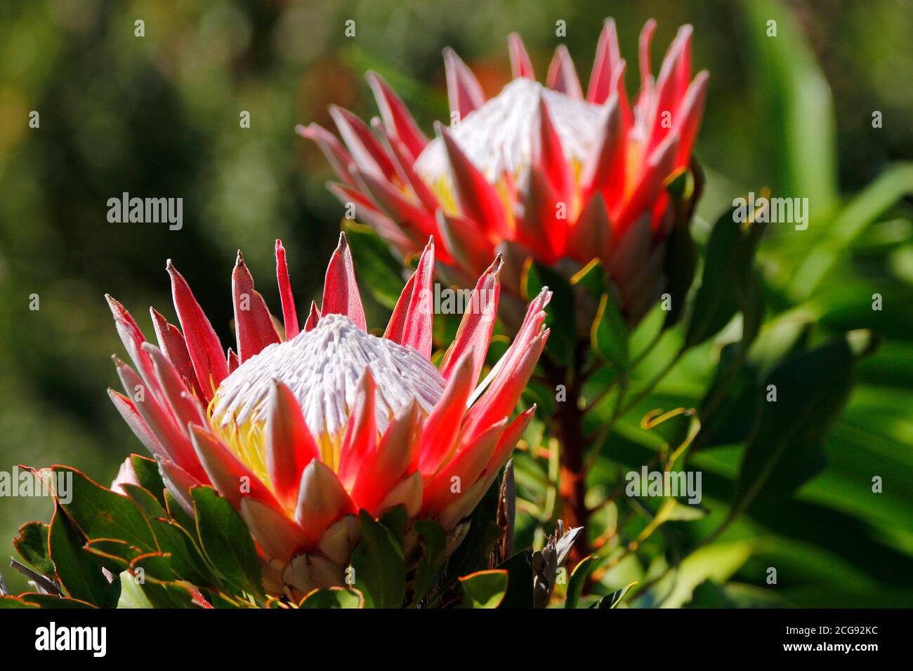 A king protea flower photographed in Kirstenbosch National Botanical Garden in Cape Town. Stock Photo