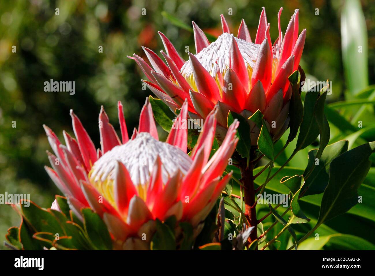 A pair of King Protea flowers photographed in Kirstenbosch National Botanical Gardens in Cape Town. Stock Photo