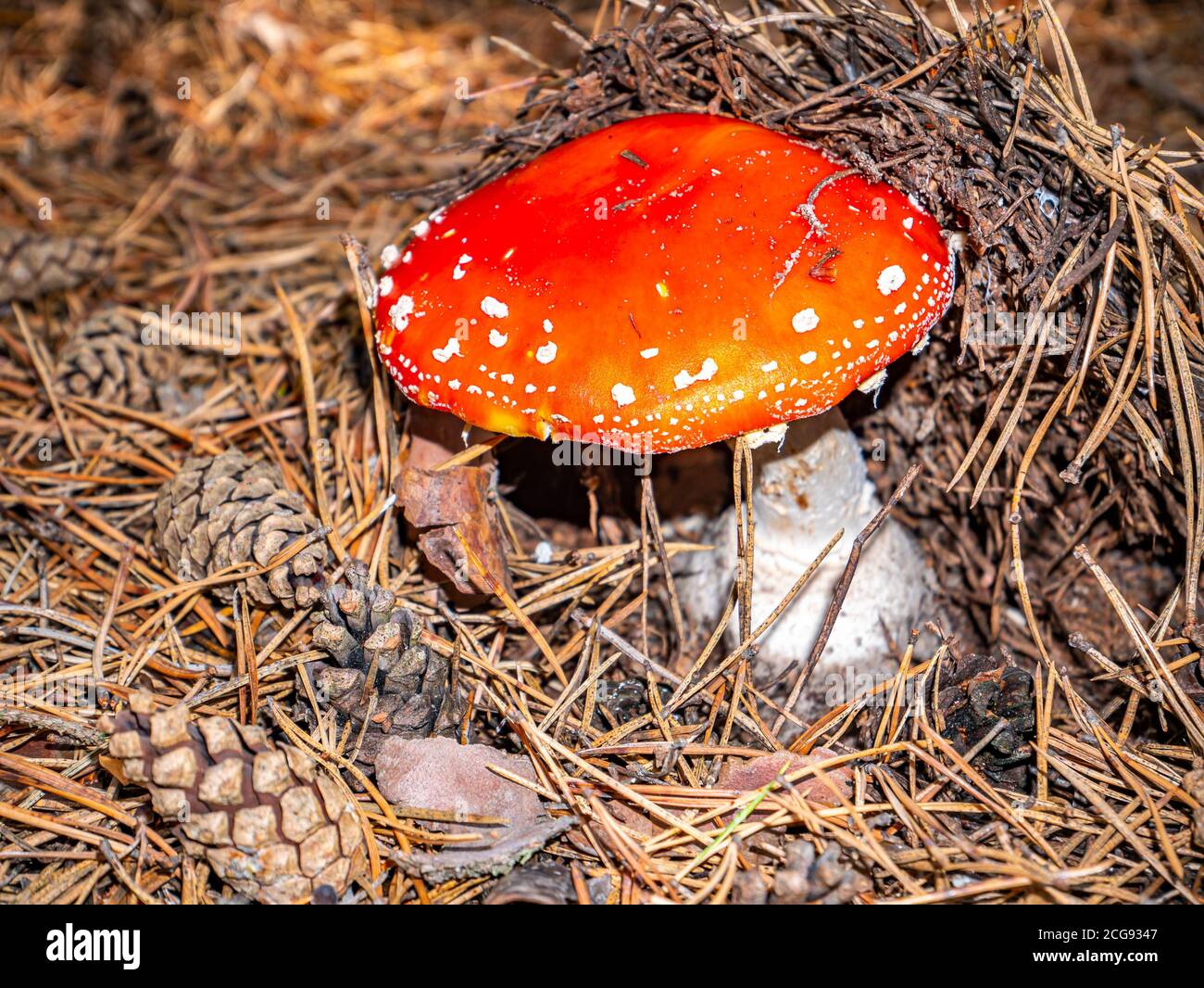 Manita hi-res stock photography and images - Alamy
