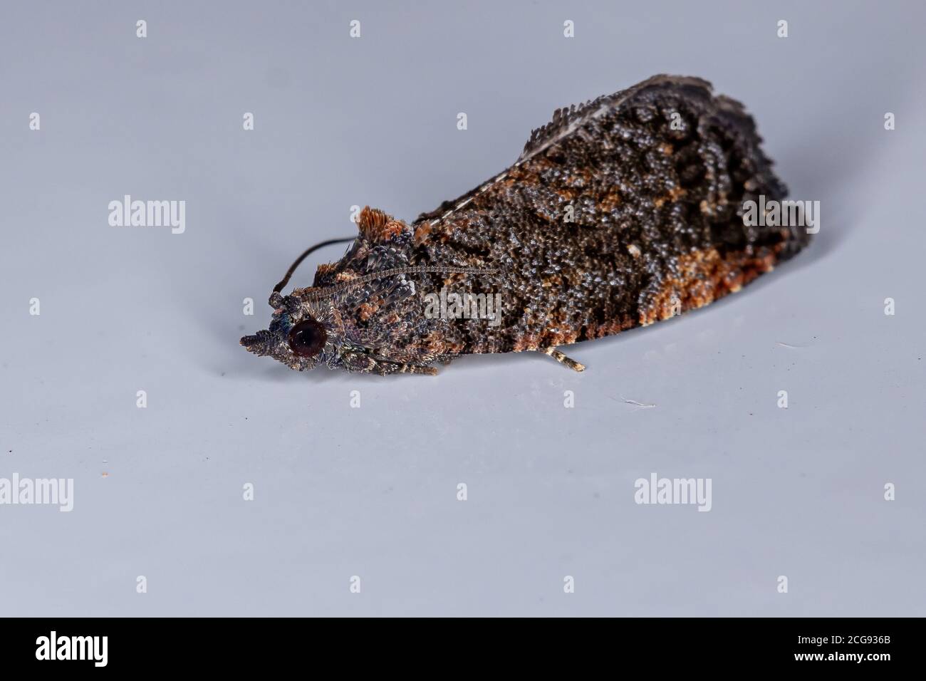 Olethreutine Leafroller Moth of the species Gymnandrosoma aurantianum Stock Photo