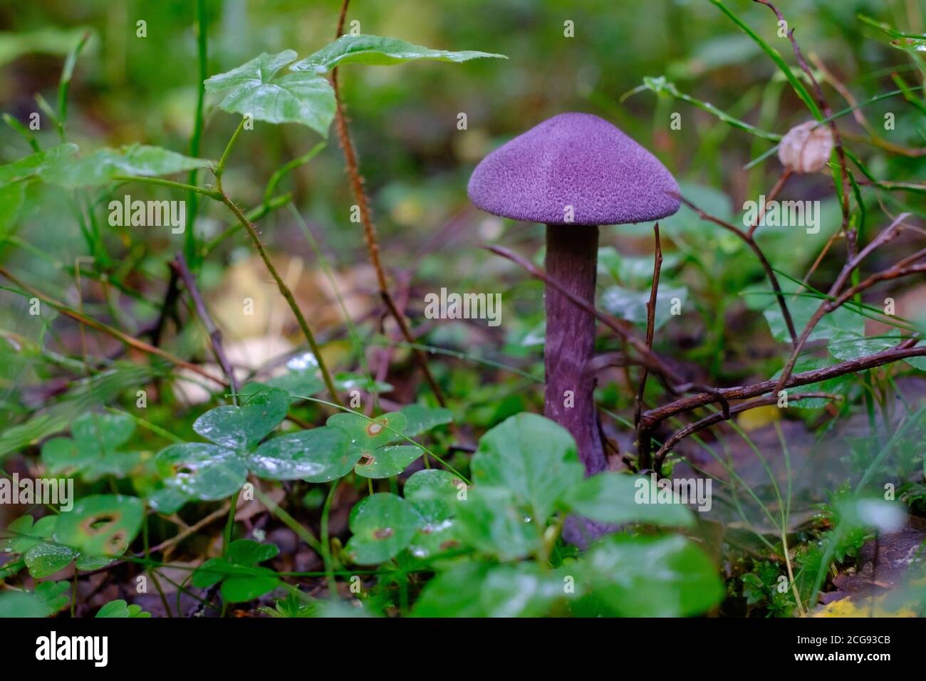 Purple mushroom or Cortinarius violaceus in wood. Stock Photo