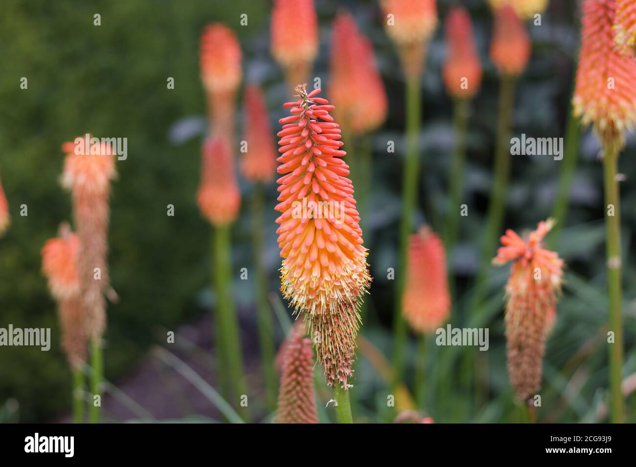 Beautiful flower bed of red hot pokers or kniphofia in vivid colours Stock Photo