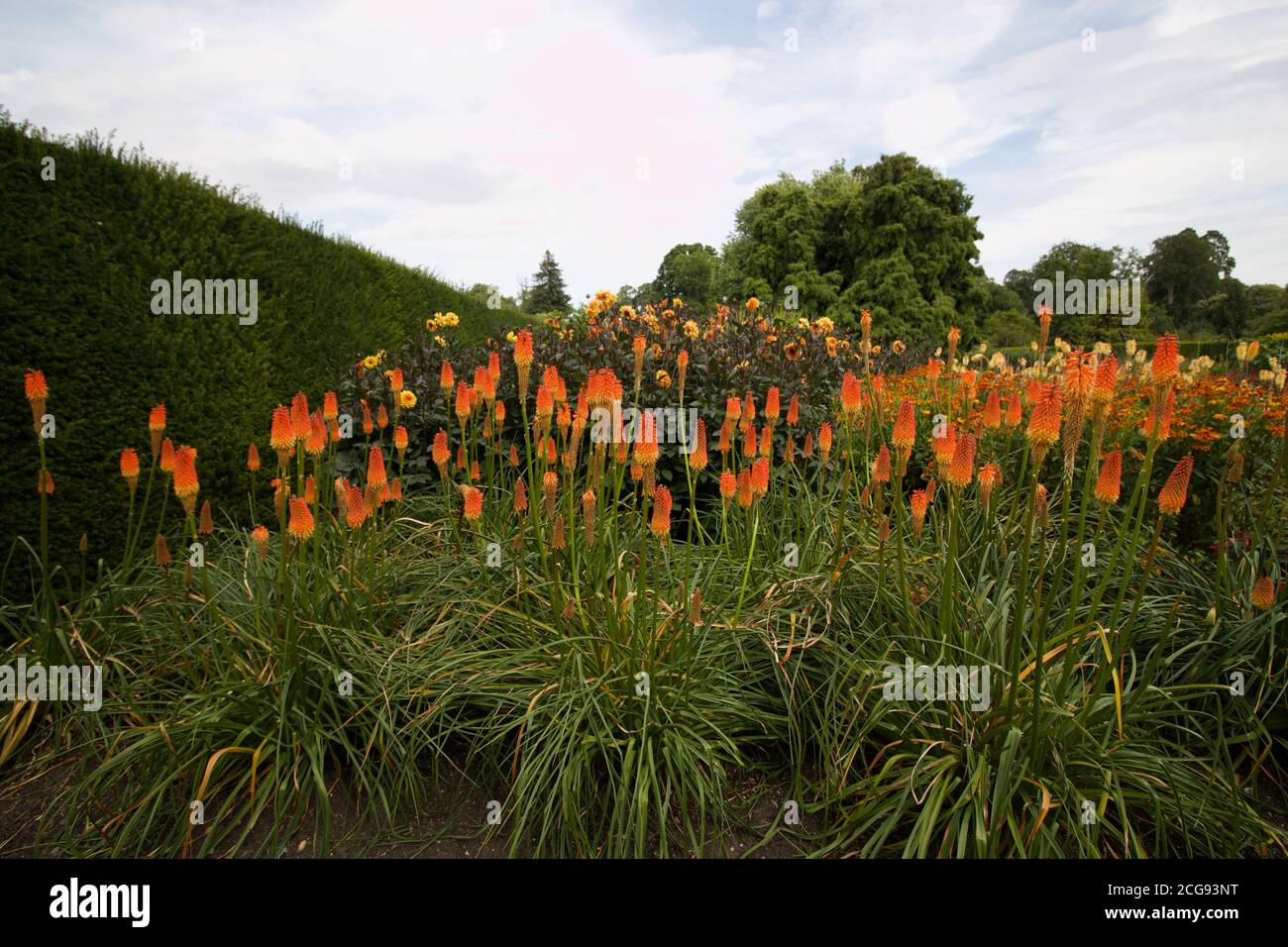 Lush display of red hot pokers in flowerbed with foliage Stock Photo