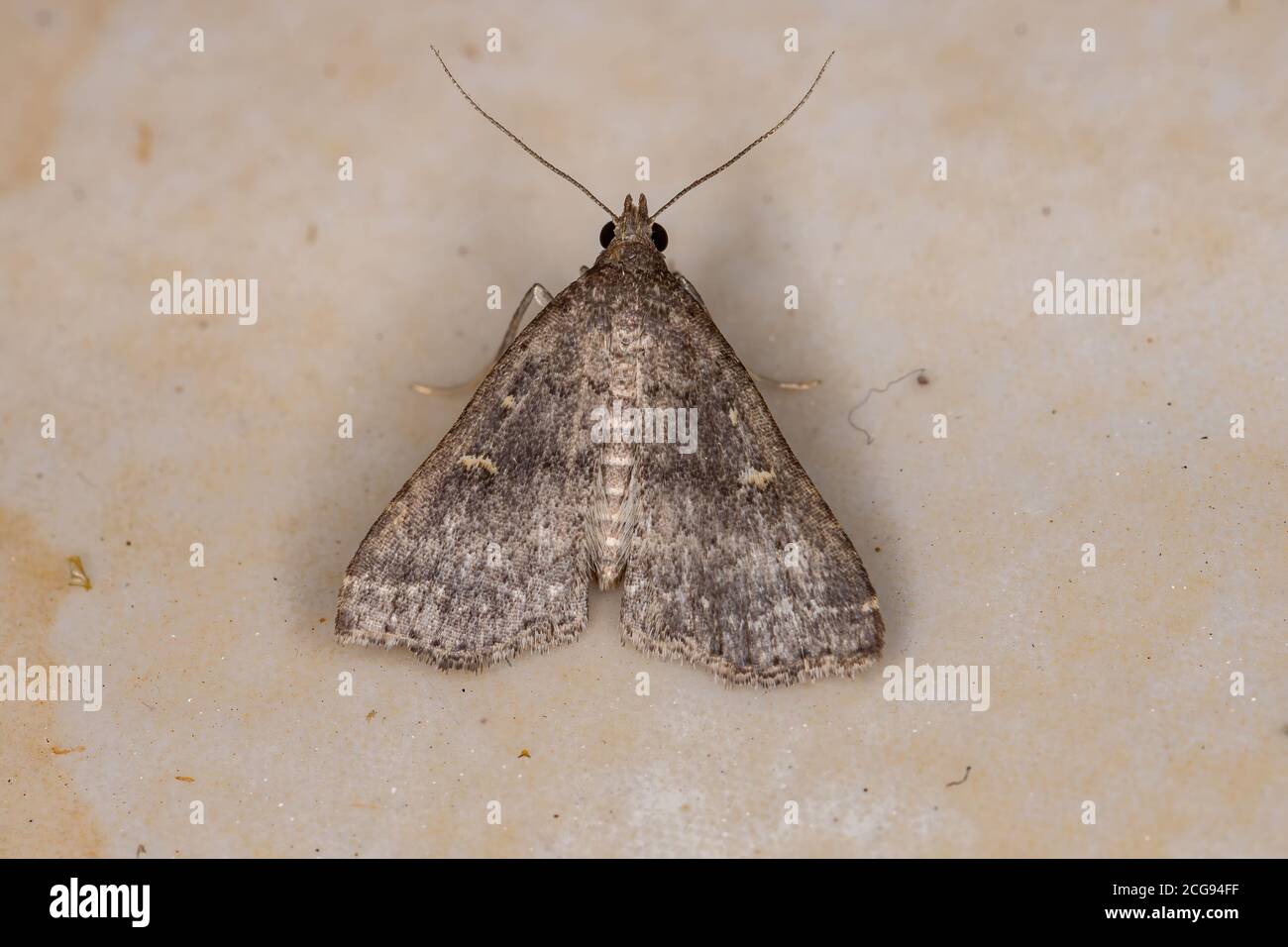 Litter Moth of the Subfamily Herminiinae Stock Photo