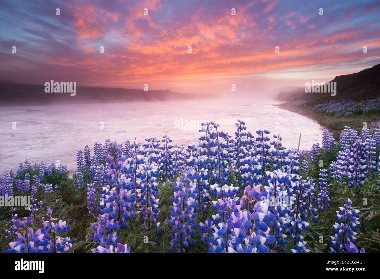 Beautiful fairy Icelandic landscape with lupines and river. Sunset landscape with dramatic sky. Stock Photo