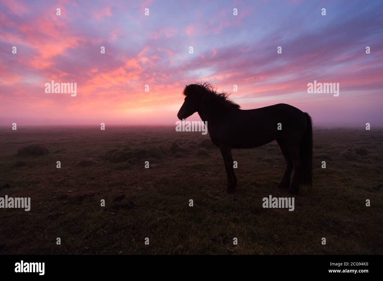 Group of Icelandic horse in beautiful sunset. Mystical and dramatic landscape with coloured sky. Stock Photo