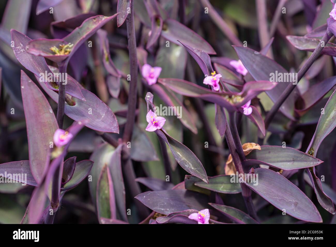 Tradescantia pallida more commonly known as wandering jew or walking jew. Other common names include purple secretia, purple-heart, purple queen Stock Photo