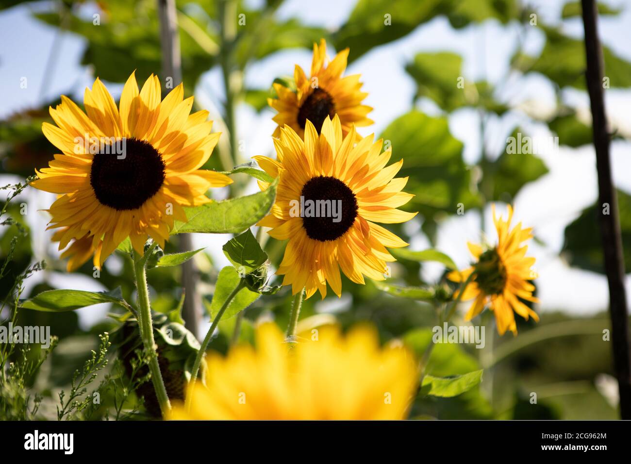 Colourful Yellow Orange Summer Sunflowers on a sunny summer afternoon. Great for backgrounds and nature literature. Stock Photo