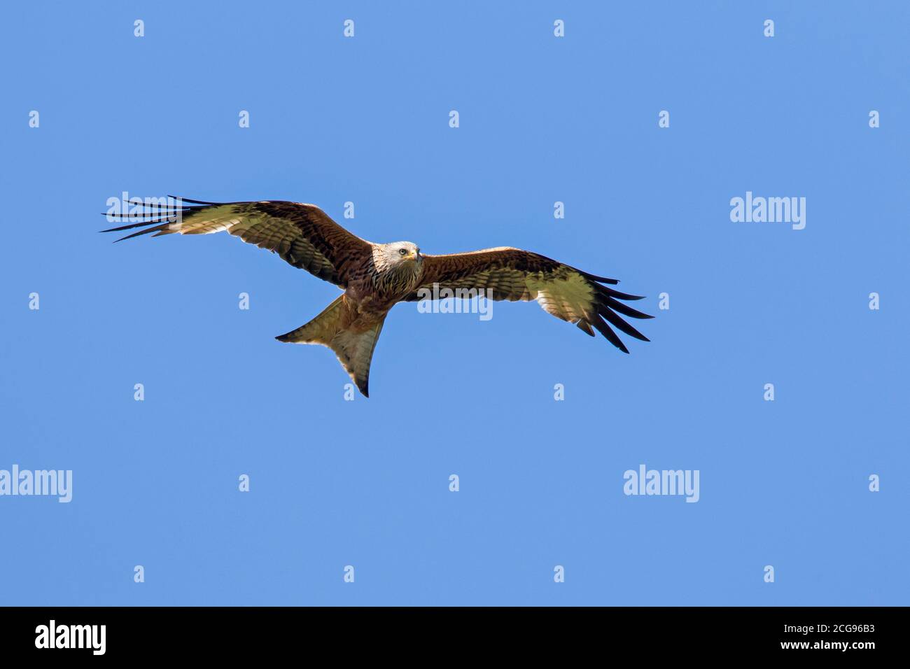 Red kite (Milvus milvus) in flight thermal soaring against blue sky Stock Photo