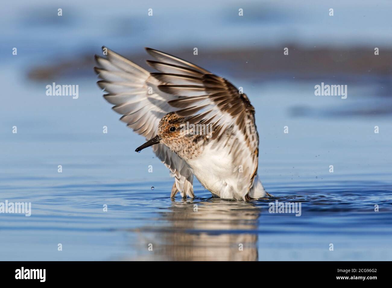 Sanderling (Calidris alba) in breeding plumage flapping its wings on the beach in spring Stock Photo