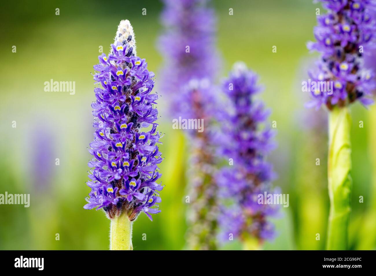 Stalks of Purple Lavender growing in a Wildflower Garden on a summer day Stock Photo
