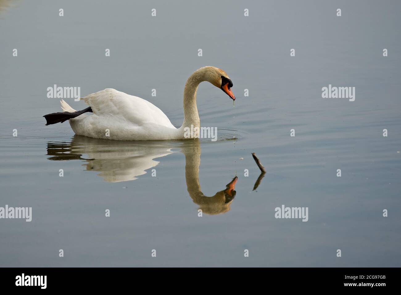 Images of animals hi-res stock photography and images - Alamy