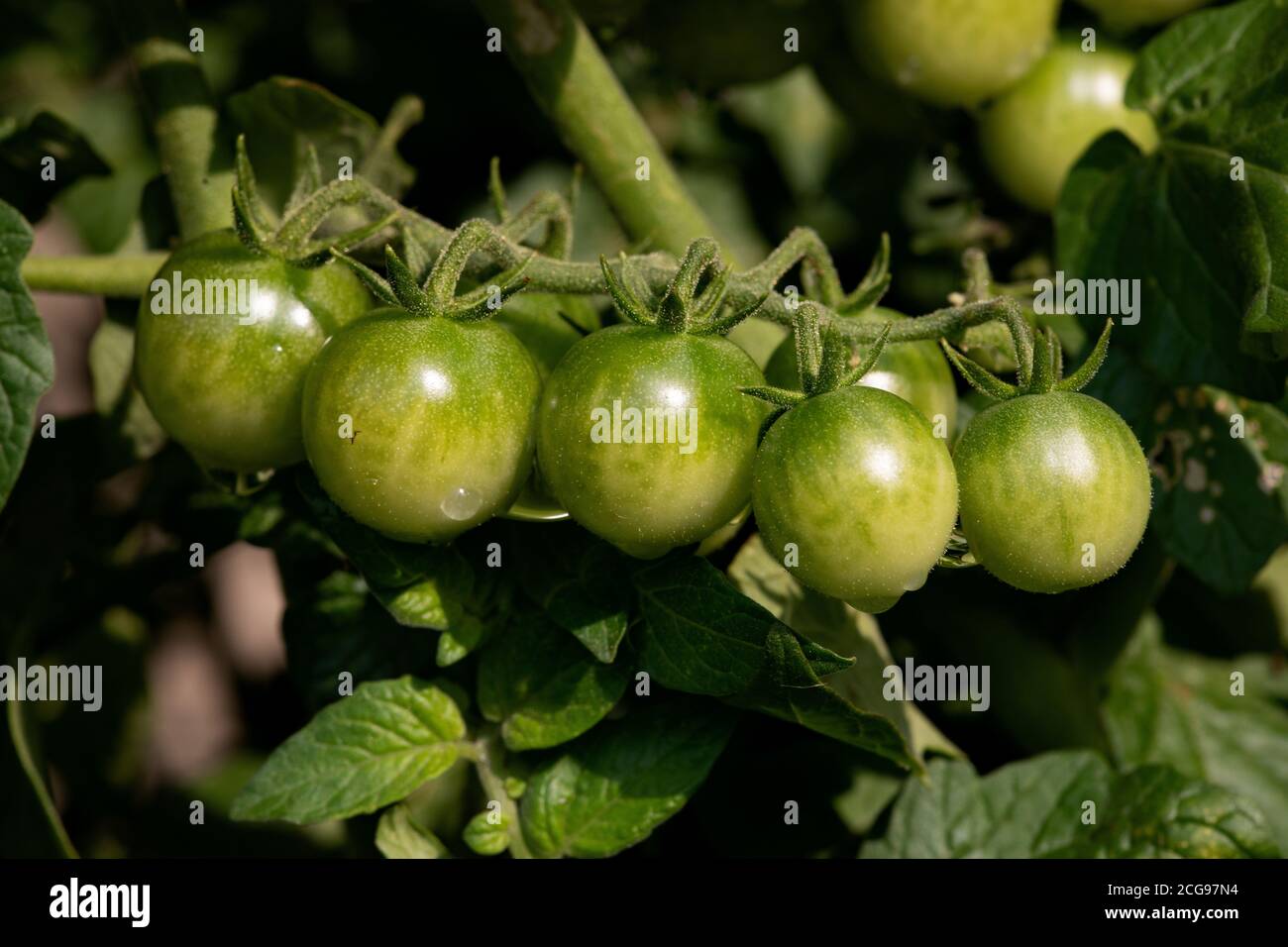 A Bunch of garden Unripened Green Tomatoes on the Vine Stock Photo
