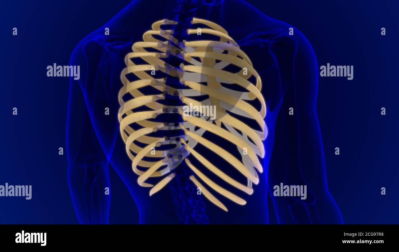 Human skeleton anatomy Rib Cage 3D Rendering For Medical Concept Stock