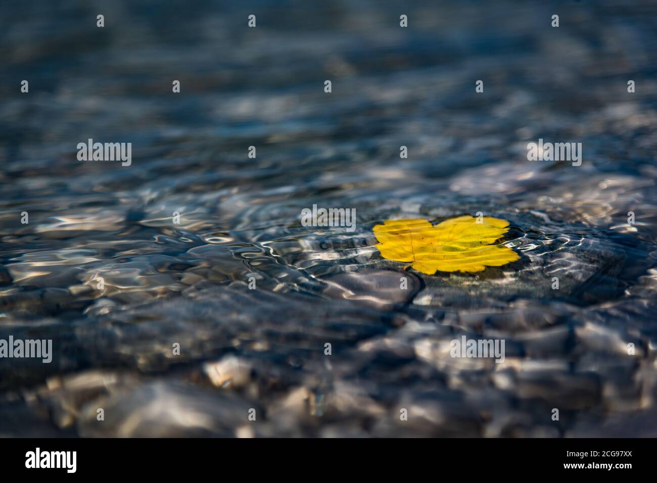 Image of leaves inside water hi-res stock photography and images - Alamy