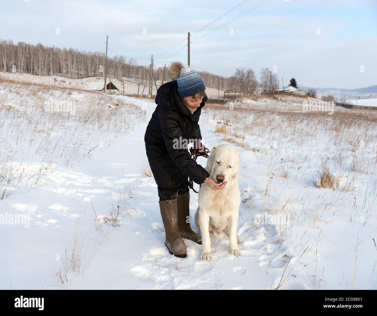 A woman is dragging with a delicacy a Central Asian Shepherd on a winter rural road against the backdrop of the village. Stock Photo