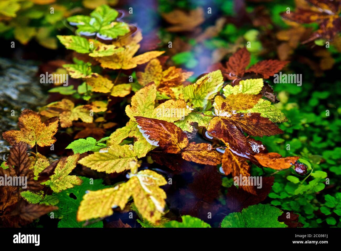 Images leaves hi-res stock photography and images - Alamy