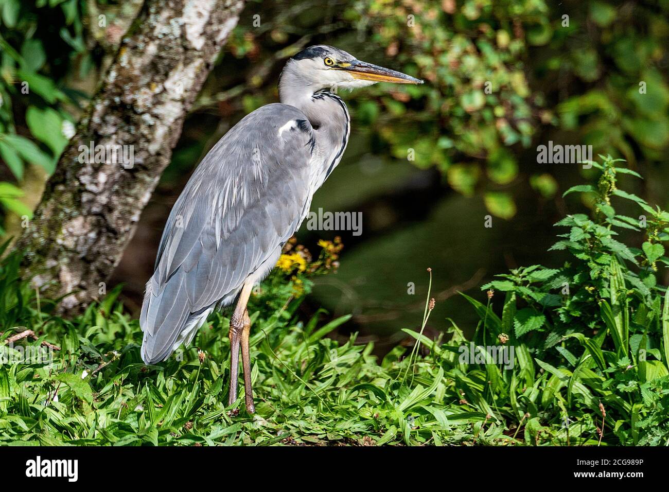 Grey heron, waterbird. Stock Photo