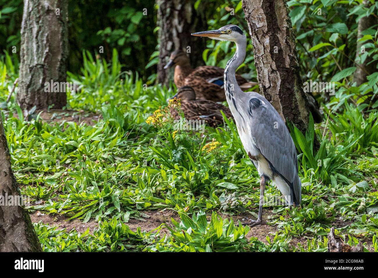 Grey heron, waterbird. Stock Photo