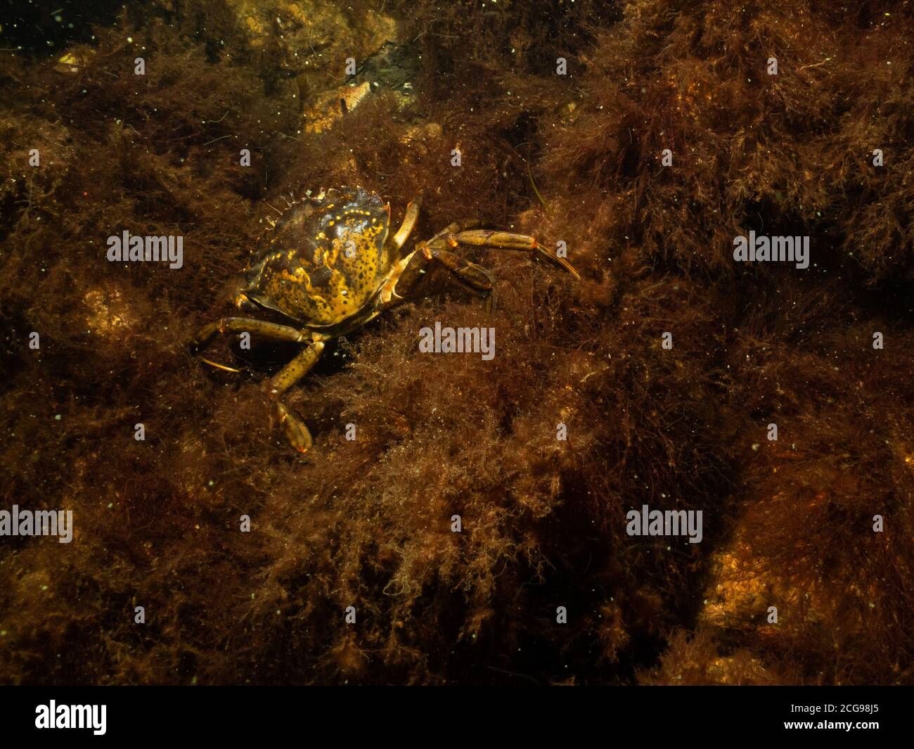 A closeup underwater picture of two crabs on a stone covered with seaweed. Picture from Oresund, Malmo in southern Sweden. Stock Photo