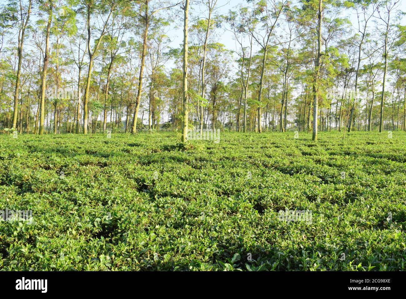 Tea garden on a plain land Stock Photo Alamy