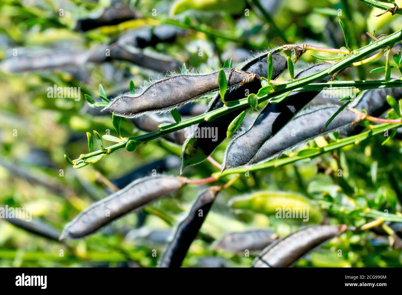 Broom (cytisus scoparius), close up of several mature black pea-like seed pods. Stock Photo