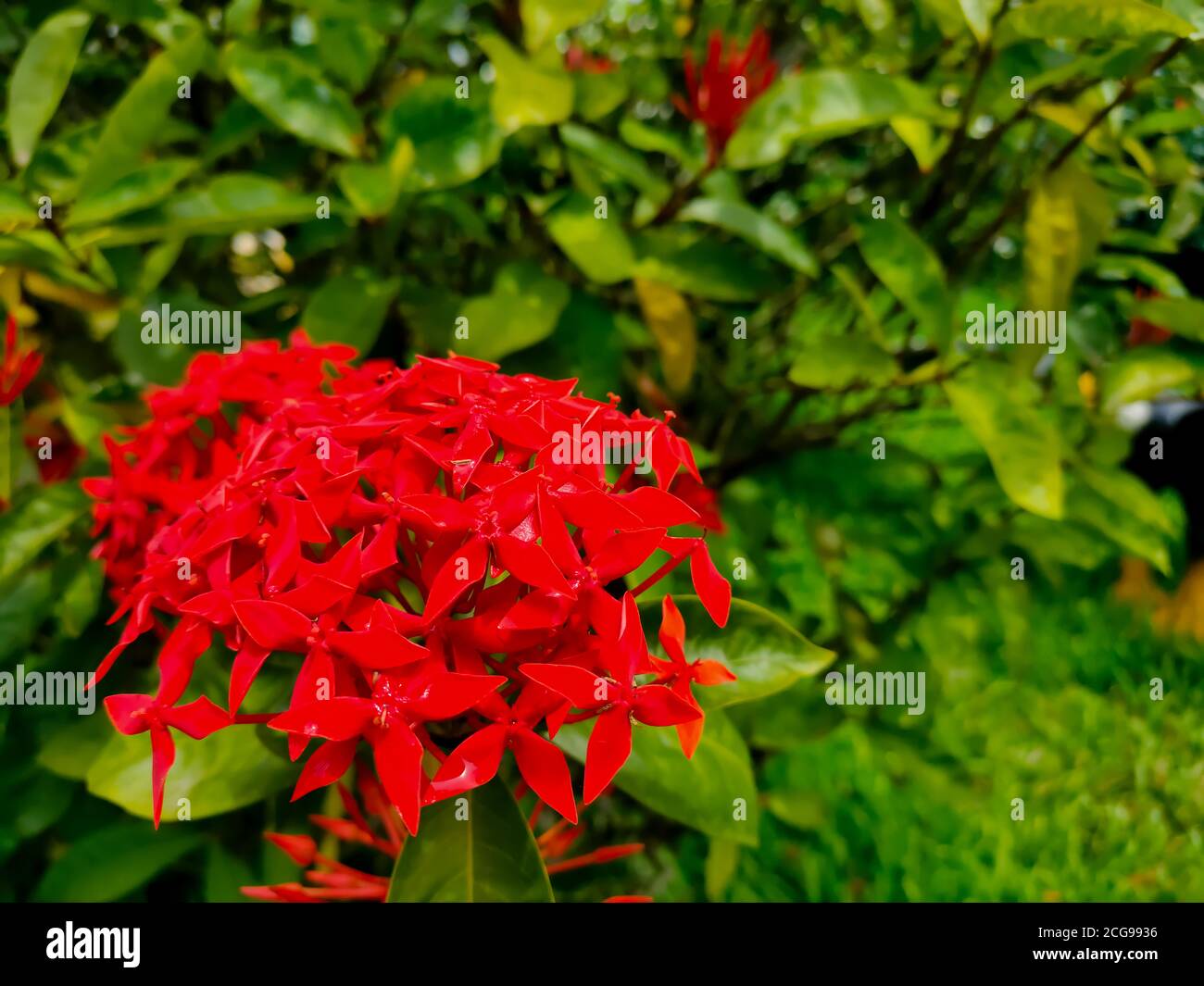 Closeup of Red spike flower. King Ixora blooming Ixora chinensis. Rubiaceae. Ixora cluster flower. Ixora coccinea flower in the garden. Selective focu Stock Photo