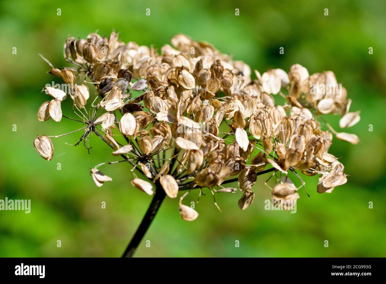Flat seed pods hires stock photography and images Alamy
